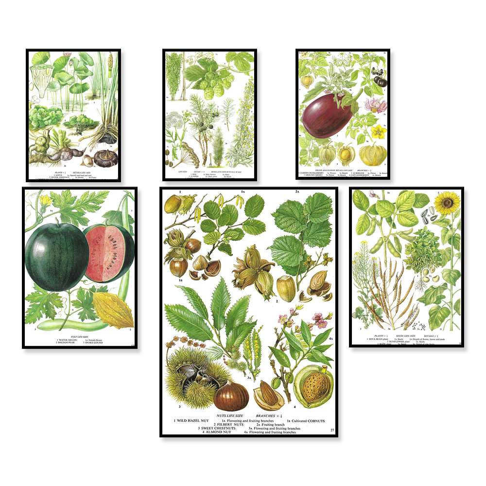 Plant Jackfruit - Aubergine, Egg Plant, Gooseberry, Huckleberry, Jamberry,
