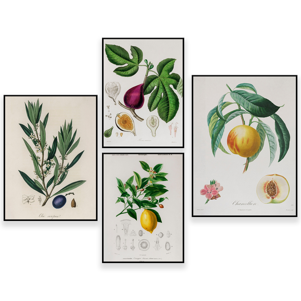 Medical Botany Vintage Illustr - Plant Jackfruit avis et prix