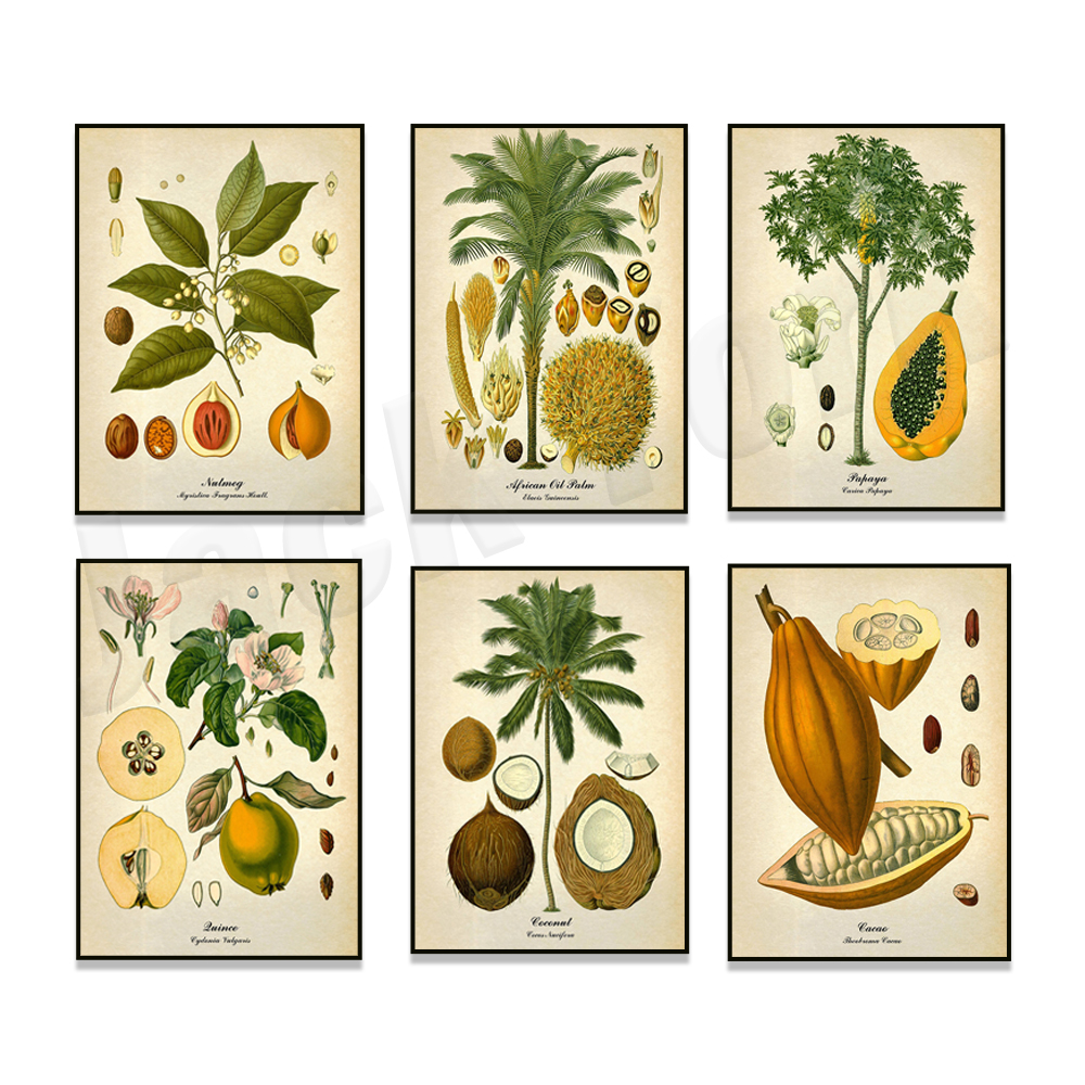 Vintage botanical poster, palm - Plant Jackfruit avis et prix